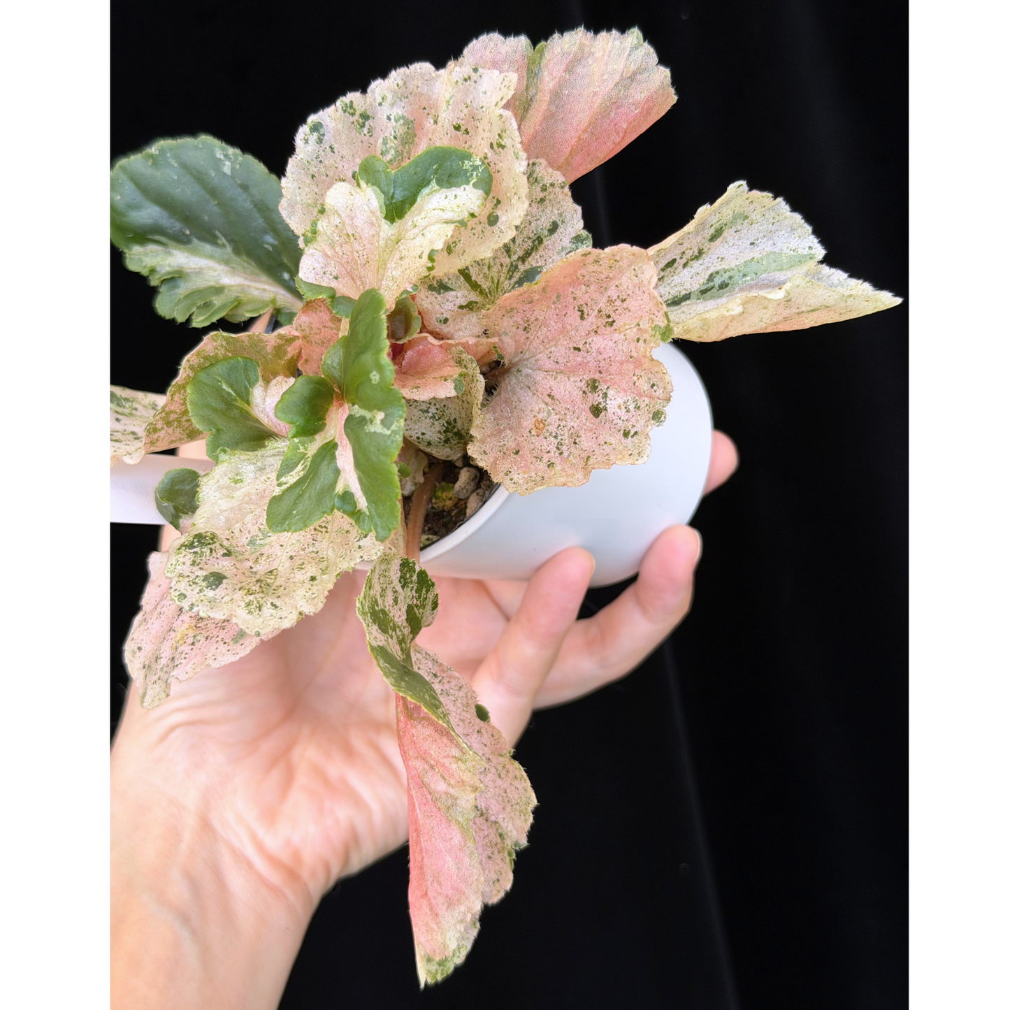 【一点もの】ベゴニア ククラータ ピンク斑入り begonia cucullata Pink variegated 希少 レア 5