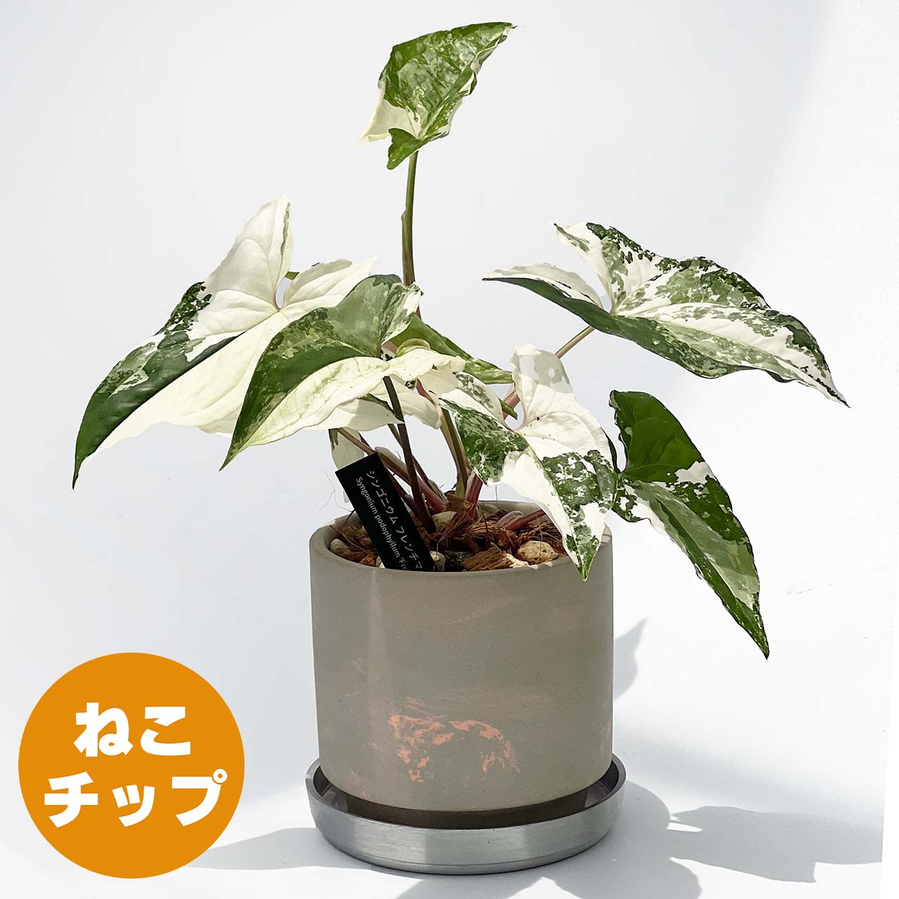 現品販売】シンゴニウム フレンチマーブル 斑入り 3号 SOIL POT GY/OR 陶器鉢 アルミ 受け皿 ねこチップ – inakougei