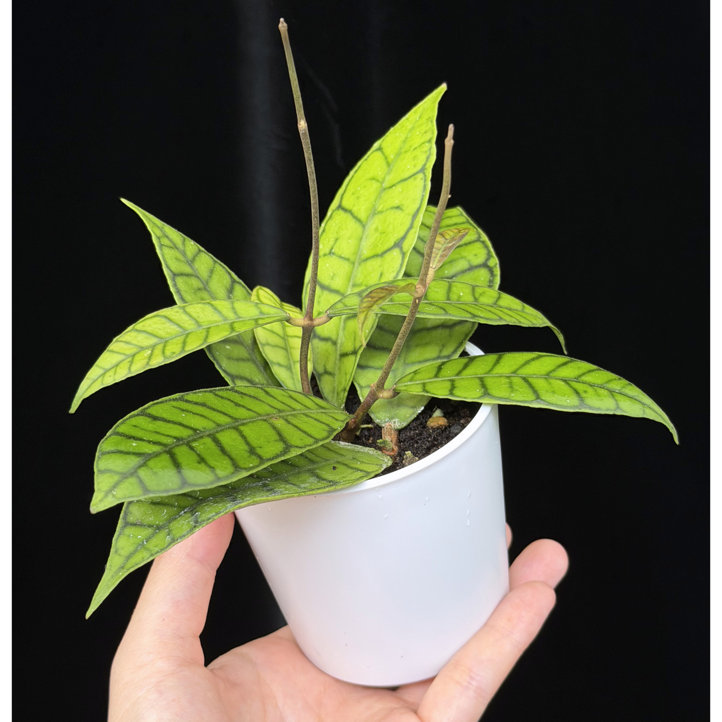 【一点もの】ホヤ カリストフィラ Hoya callistophylla