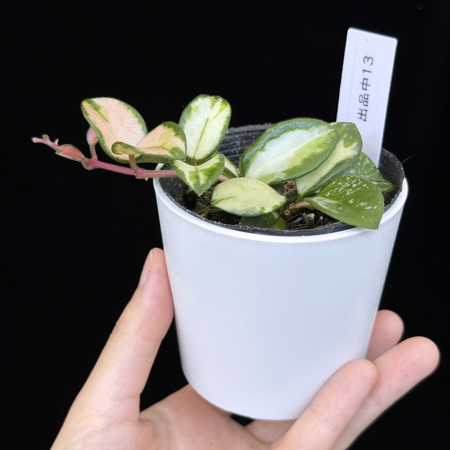 【一点もの】ホヤ マチルダ 内斑入り Hoya mathilde inner variegated 希少 レア 13