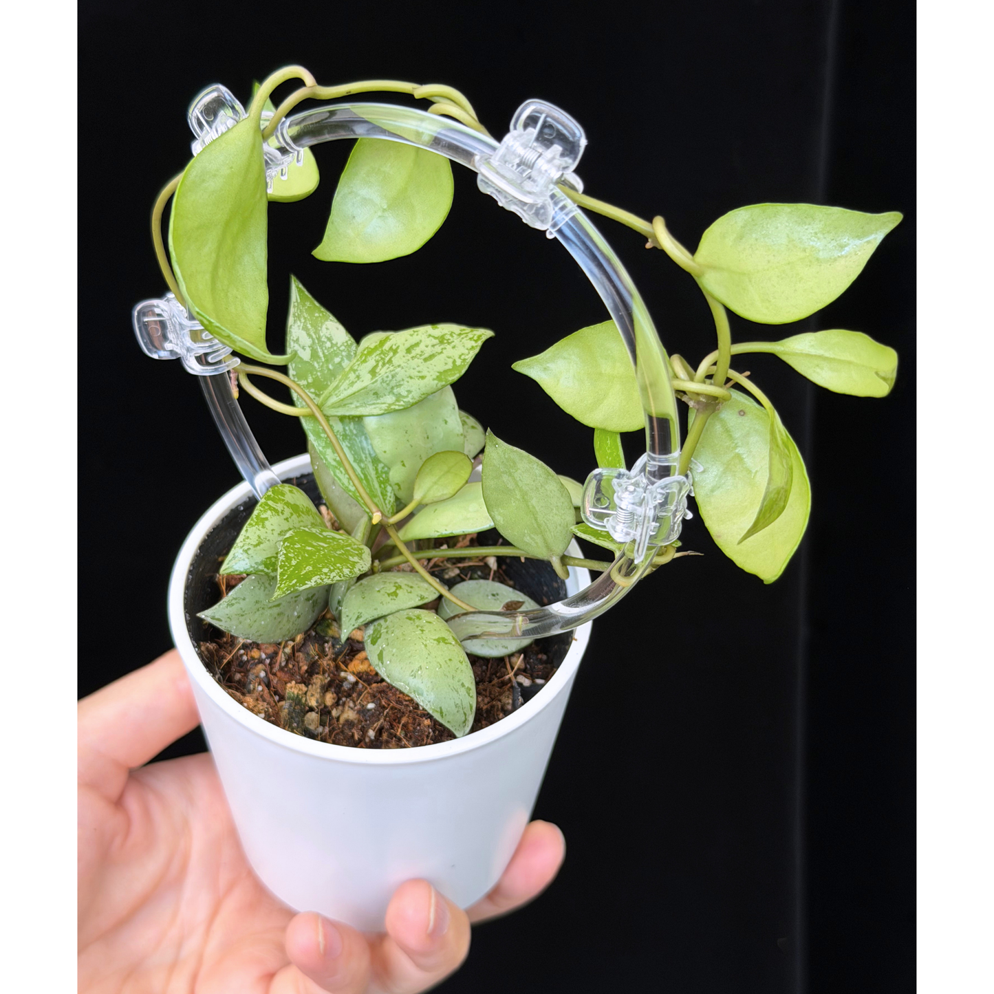 【一点もの】ホヤ ラクノーサ スルカタ Hoya lacunosa sulcata Sサイズ支柱仕立て