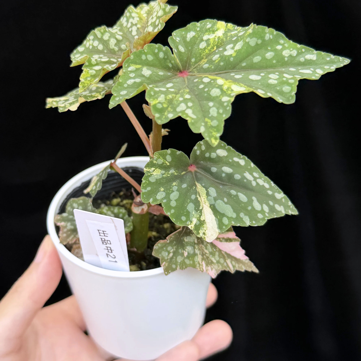【一点もの】ベゴニア 出雲の煌星 斑入り Izumo no Kiraboshi variegated 希少 激レア 21