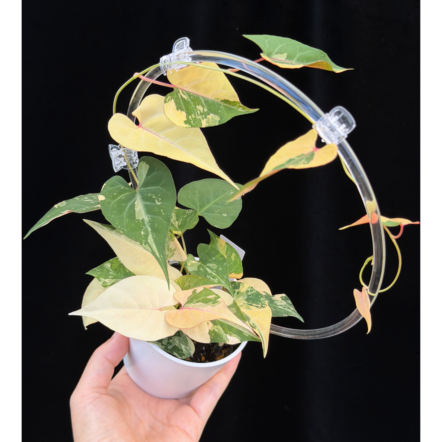 【一点もの販売】ファロピア マルチフローラ 斑入り クリア支柱Mサイズ仕立て Fallopia multiflora 'Variegata'27