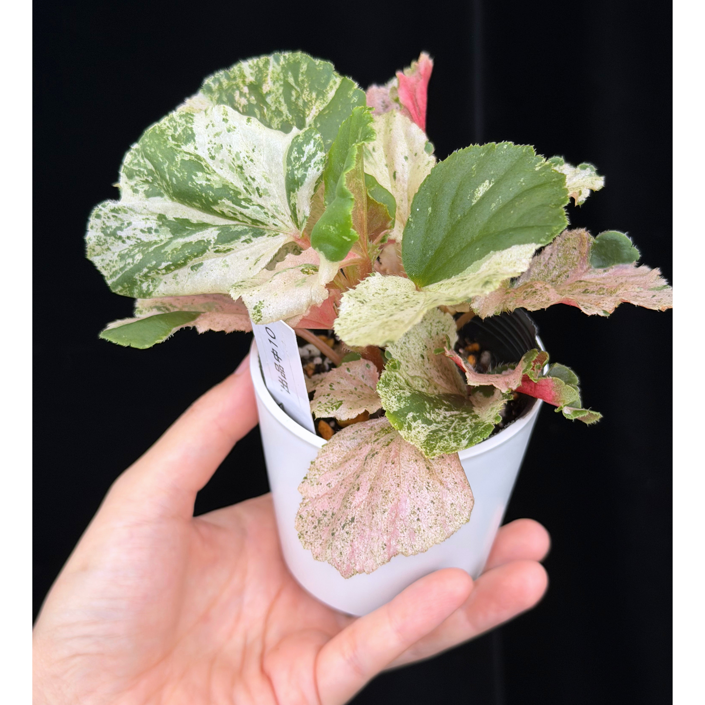 【一点もの】ベゴニア ククラータ ピンク斑入り begonia cucullata Pink variegated 希少 レア 10