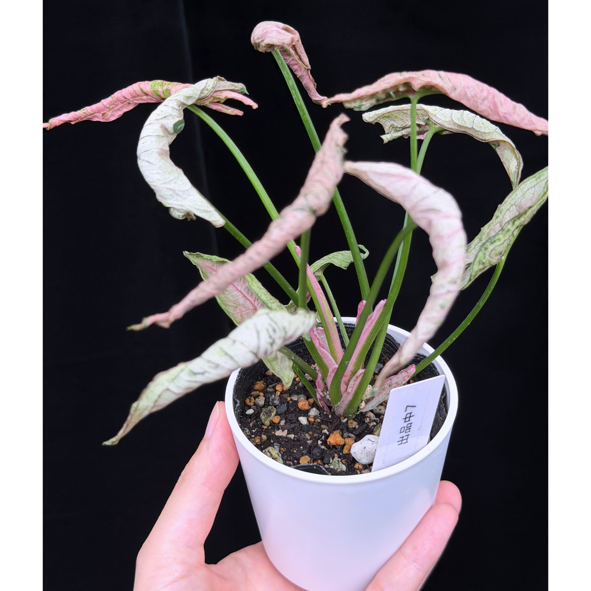 【一点もの】シンゴニウム ピンクローリー Syngonium Pink Rolli 7