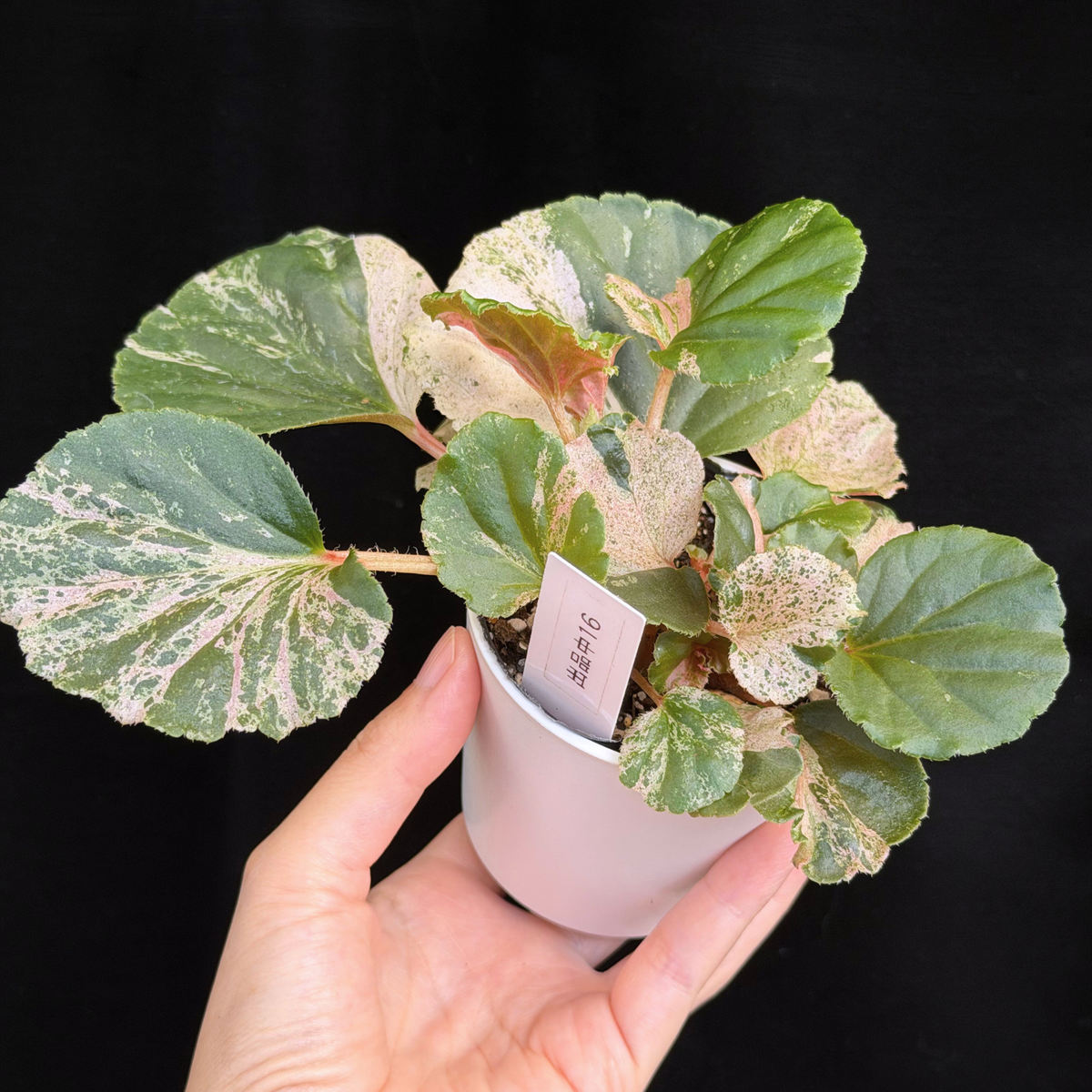 【一点もの】ベゴニア ククラータ ピンク斑入り begonia cucullata Pink variegated 希少 レア 16