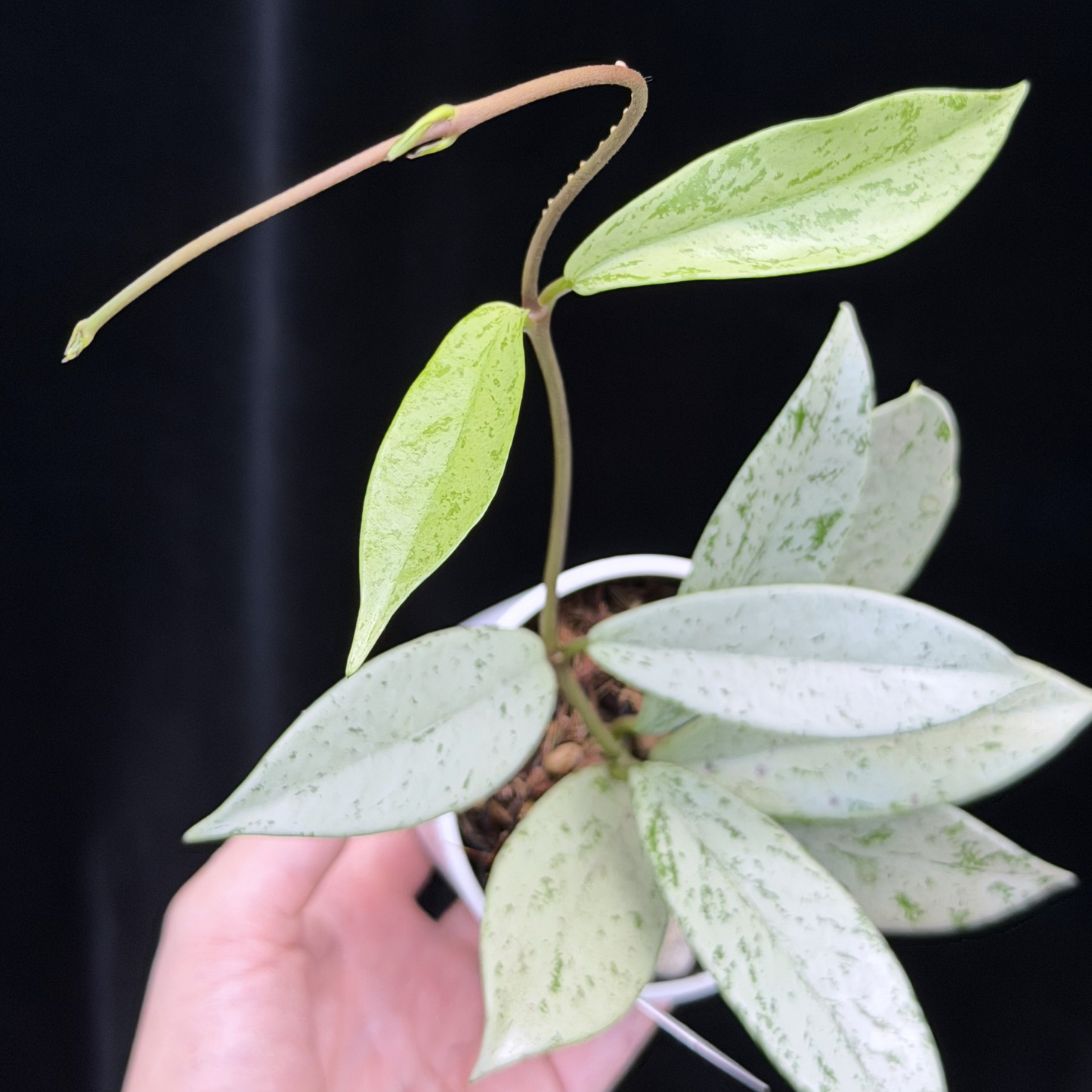 【一点もの】ホヤ プビカリクス シルバーゴースト Hoya Pubicalyx silver ghost 希少 レア ねこチップ 2