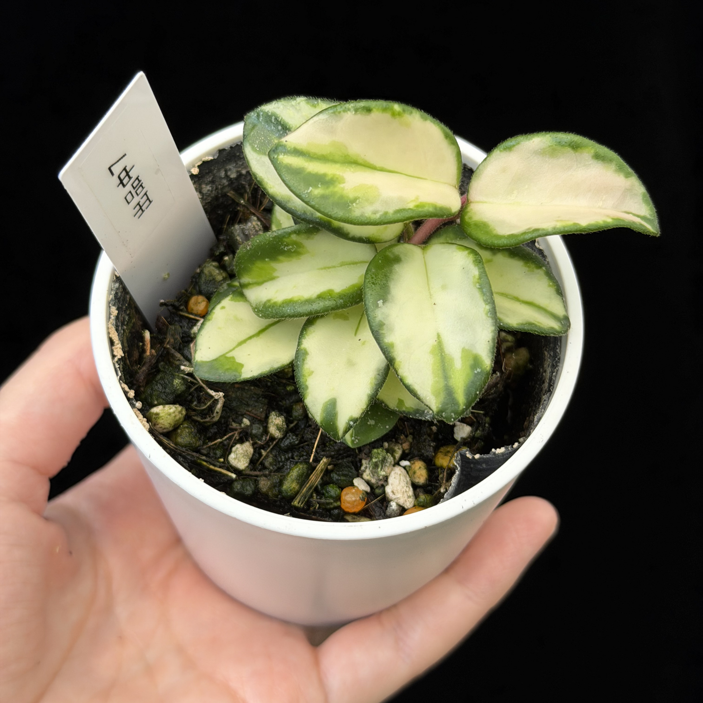 【一点もの】ホヤ マチルダ 内斑入り Hoya mathilde inner variegated 希少 レア 7