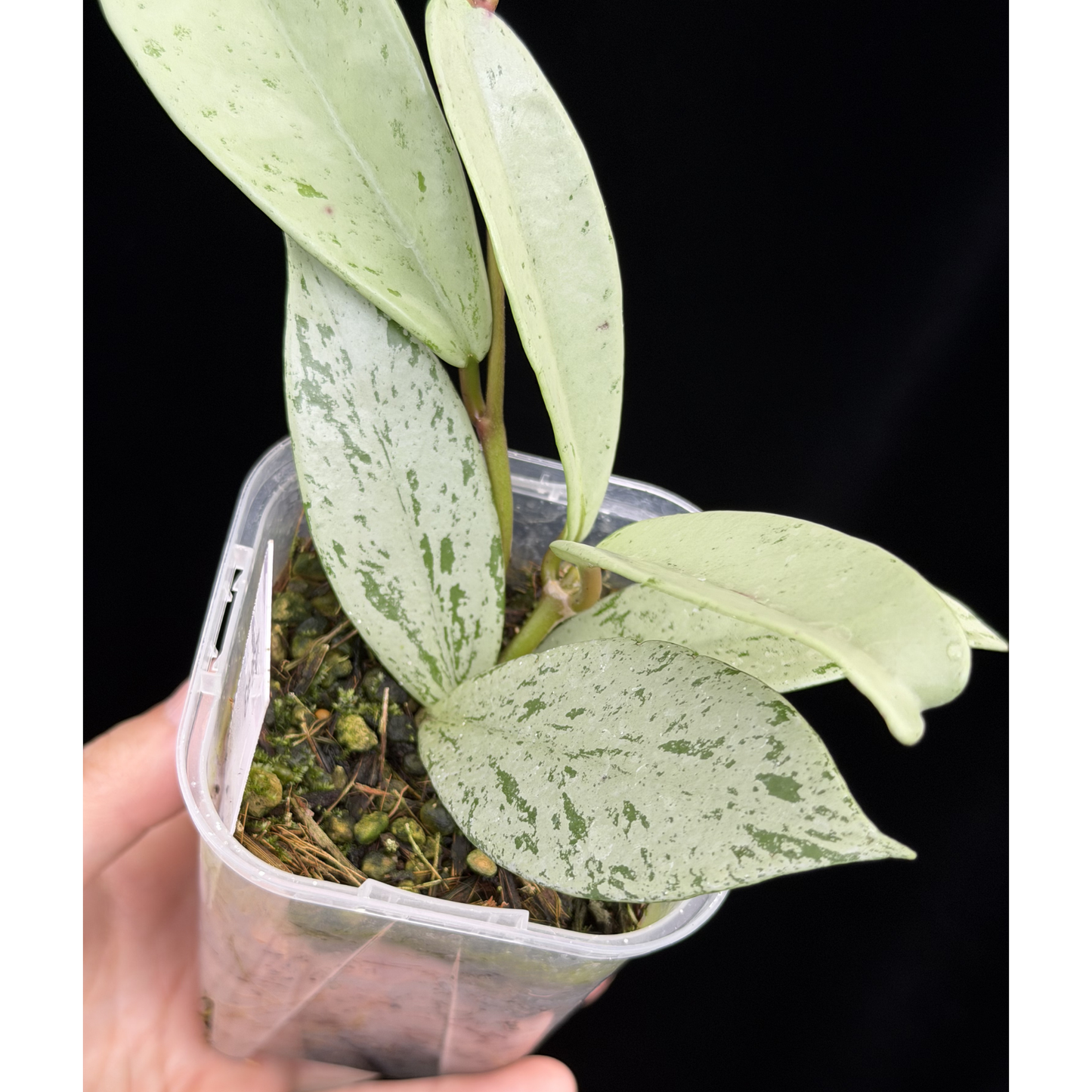 【一点もの】ホヤ プビカリクス シルバーゴースト Hoya Pubicalyx silver ghost 3号 スリット鉢 希少 レア ねこチップ 3