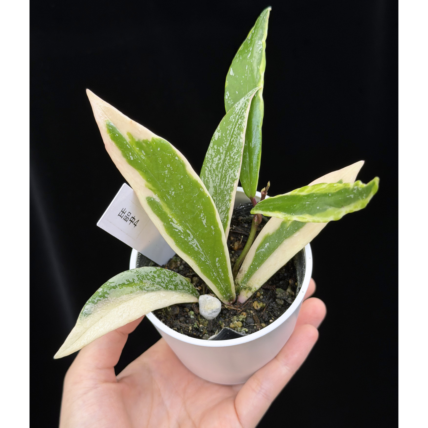 【一点もの】ホヤ プビカリクス ピンクシルバー アルボマギナータ スプラッシュ Hoya Pubicalyx pink silver albomarginata splash 希少 レア 4