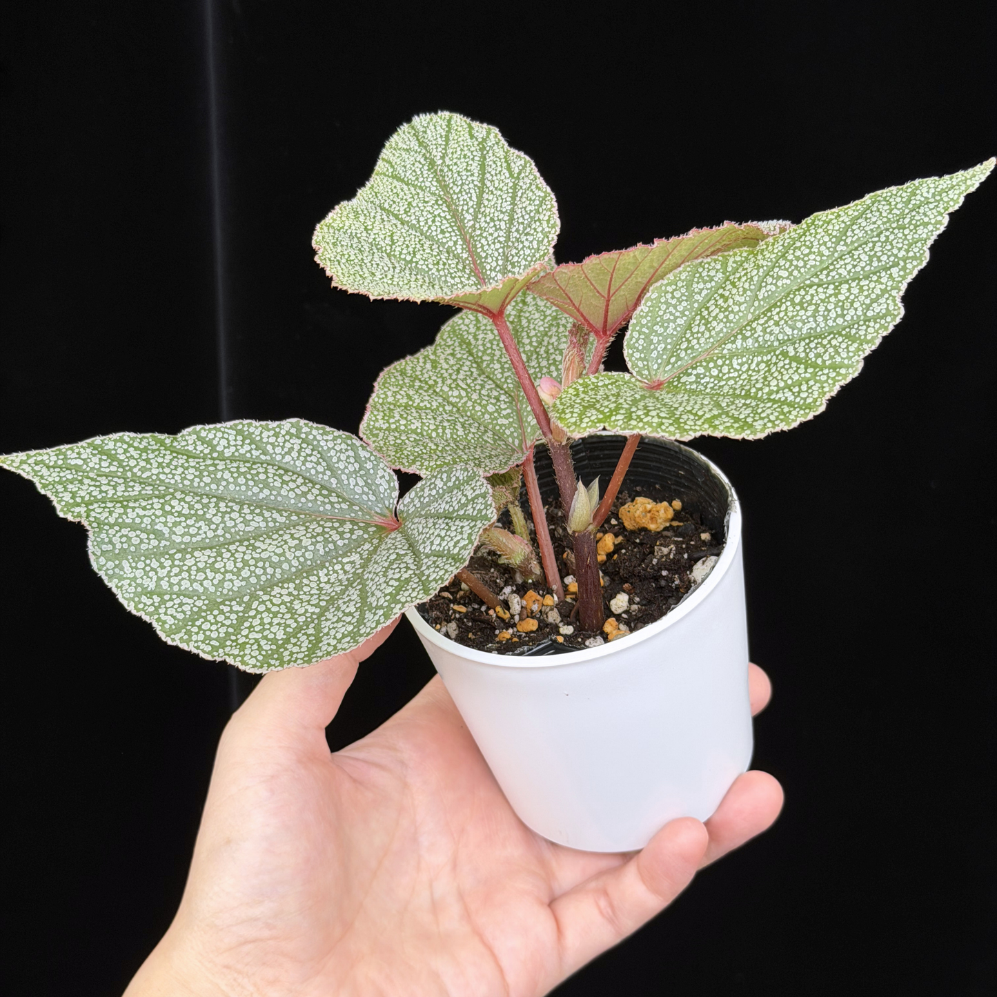 【一点もの】ベゴニア シンバッド Begonia Sinbad