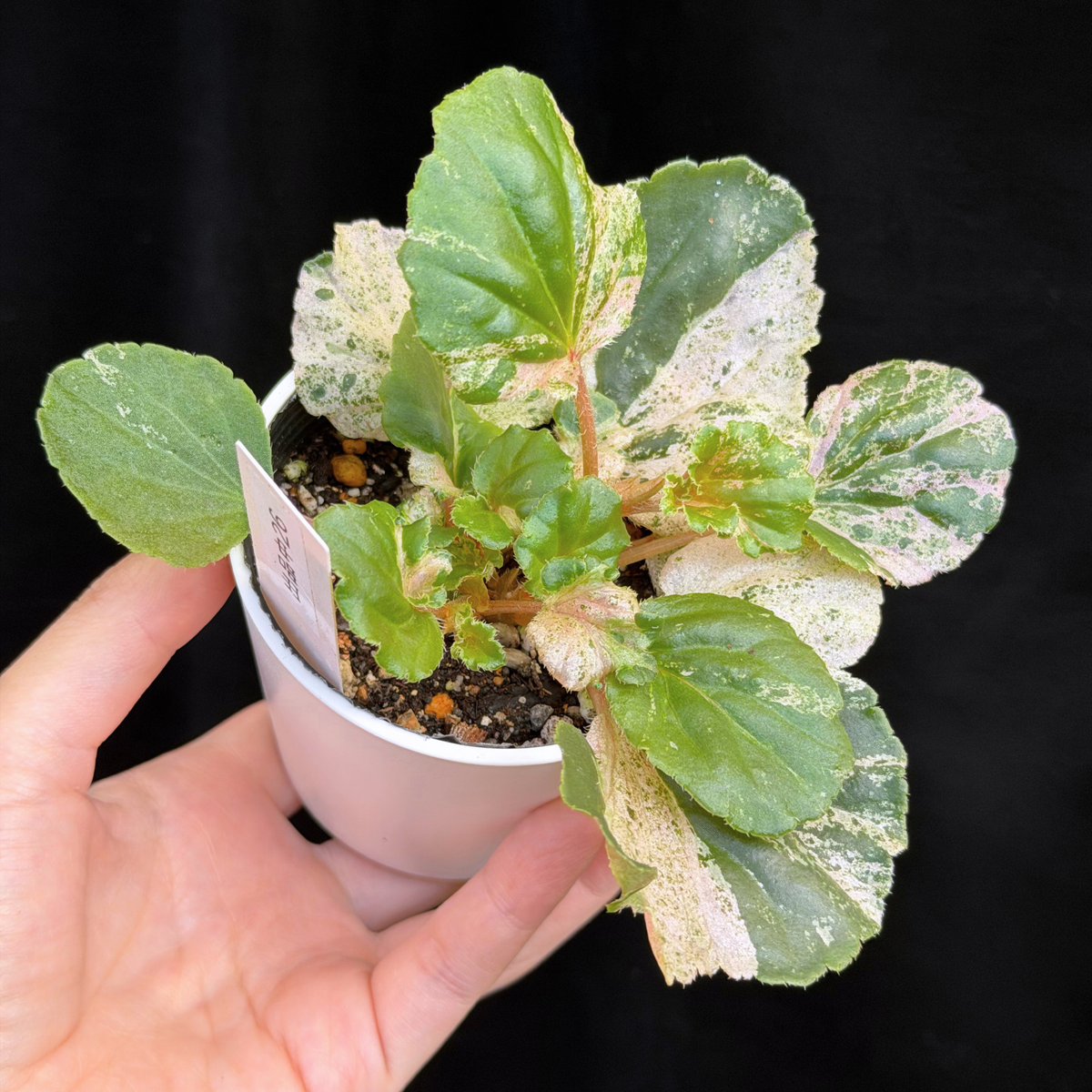 【一点もの】ベゴニア ククラータ ピンク斑入り begonia cucullata Pink variegated 希少 レア 26