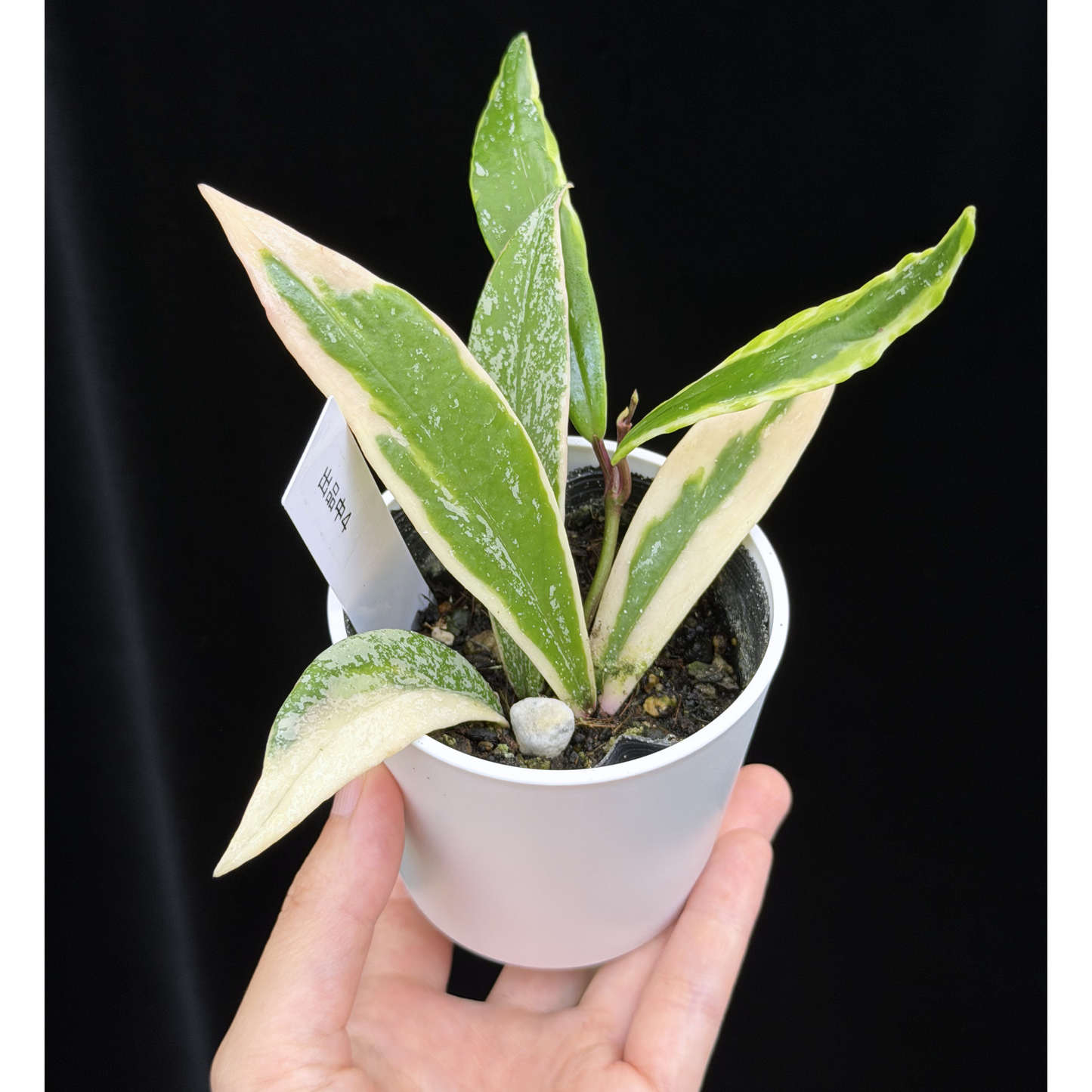 【一点もの】ホヤ プビカリクス ピンクシルバー アルボマギナータ スプラッシュ Hoya Pubicalyx pink silver albomarginata splash 希少 レア 4