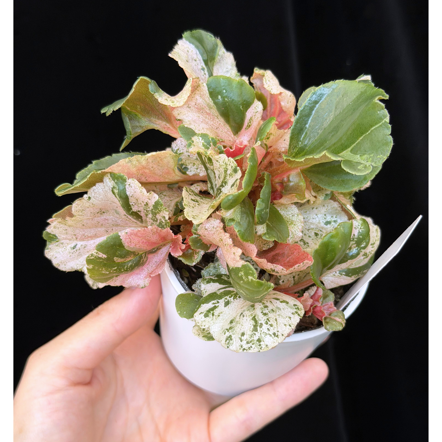【一点もの】ベゴニア ククラータ ピンク斑入り begonia cucullata Pink variegated 希少 レア 10