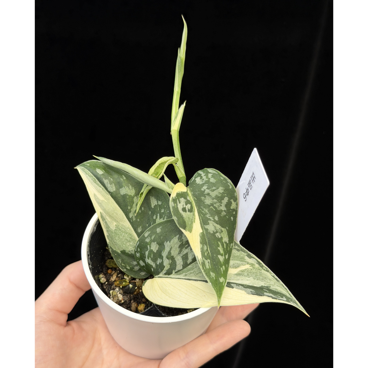 【一点もの】スキンダプサス ピクタス マヤリ Scindapsus Pictus variegata “Mayari “