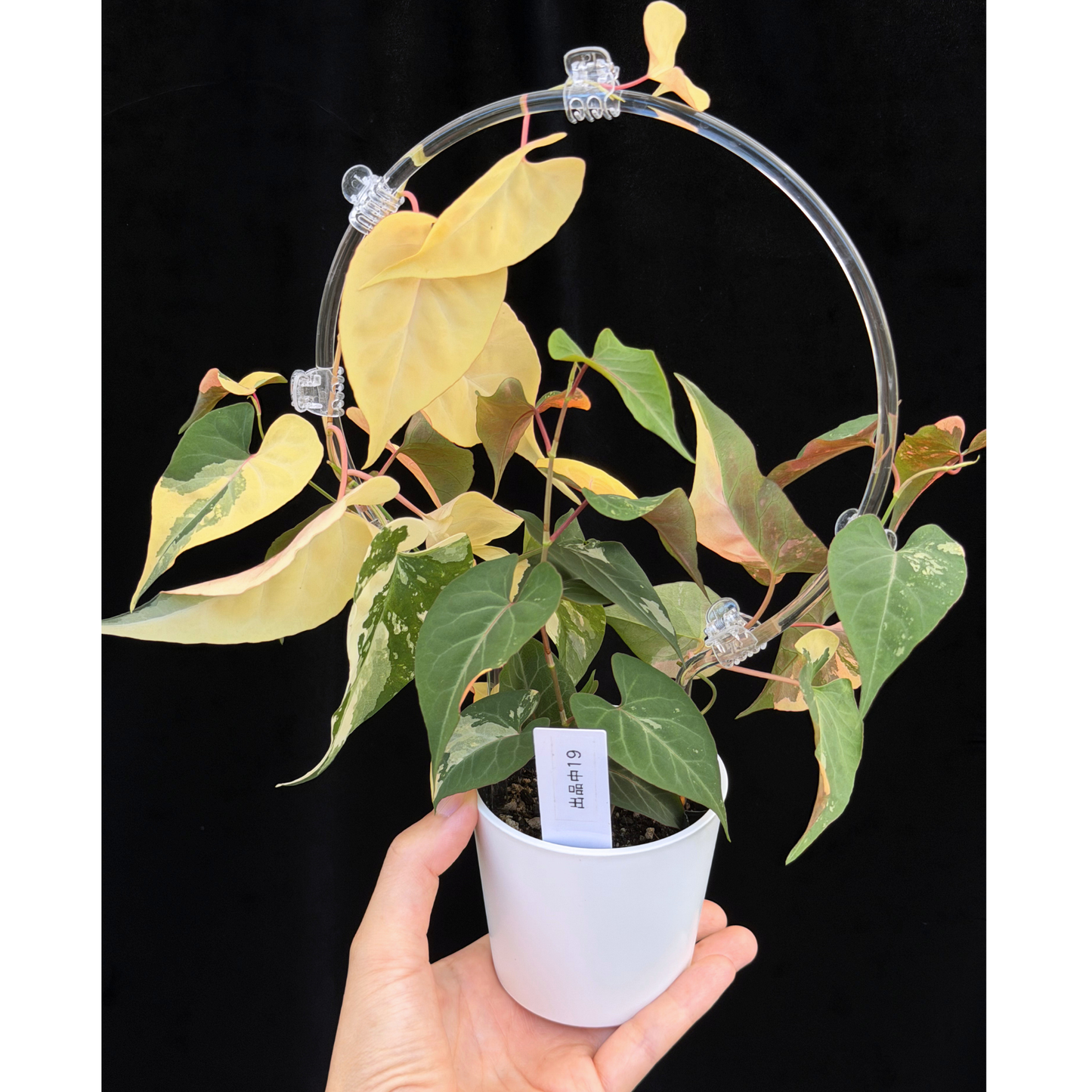 【一点もの販売】ファロピア マルチフローラ 斑入り クリア支柱Mサイズ仕立て Fallopia multiflora 'Variegata' 19