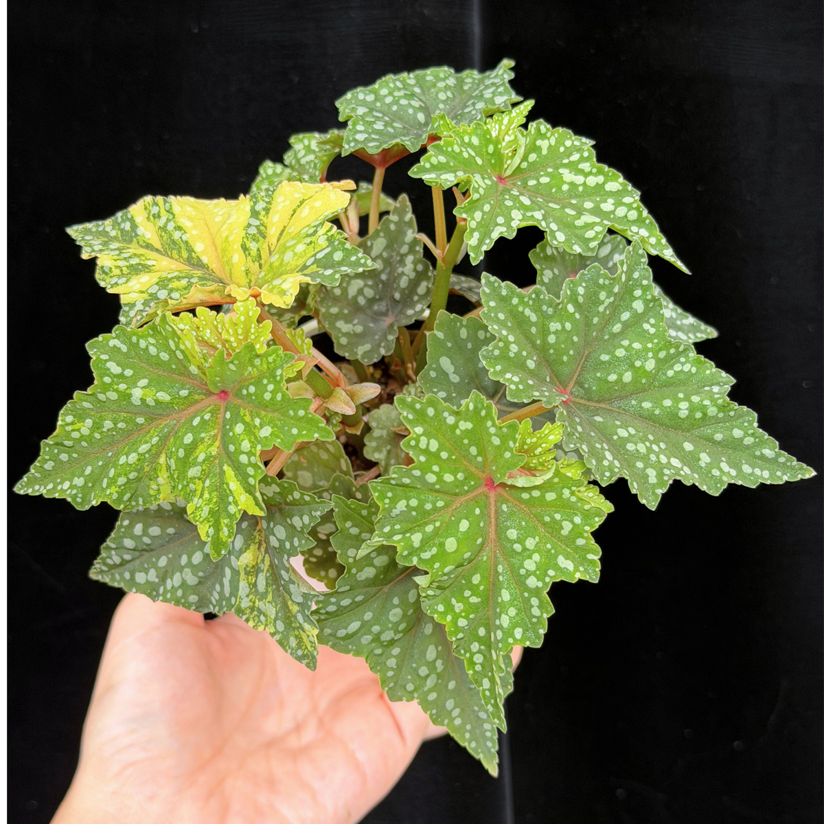 【一点もの】ベゴニア 出雲の煌星 斑入り Izumo no Kiraboshi variegated 希少 激レア 1