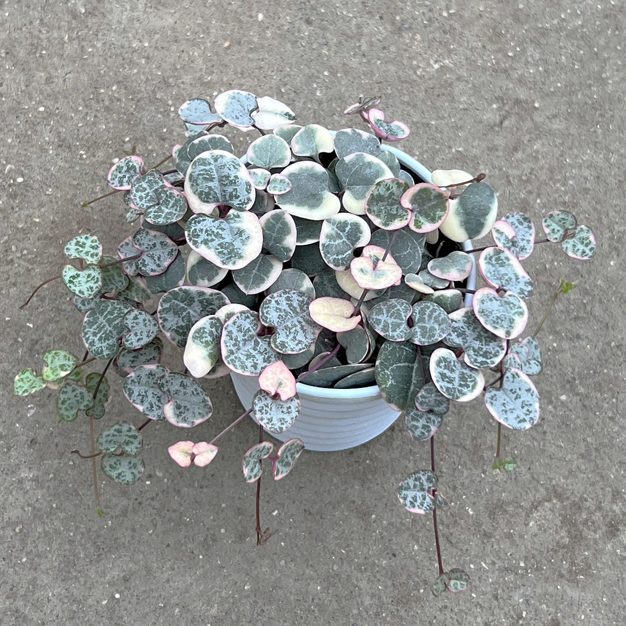 【現品販売】斑多め ハートカズラ レディハート 3号 白とピンク多め プラスチック鉢