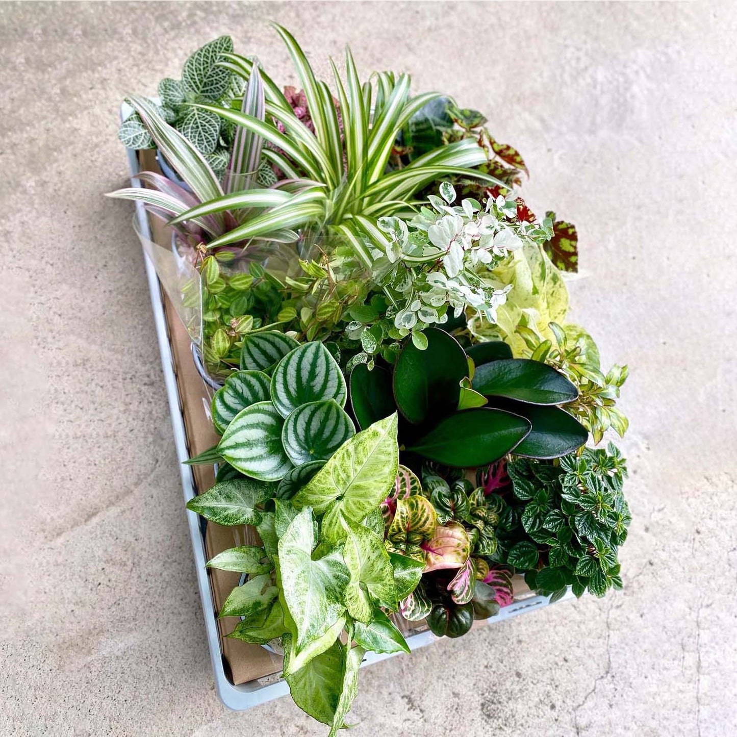 おまかせ 観葉植物 15点セット