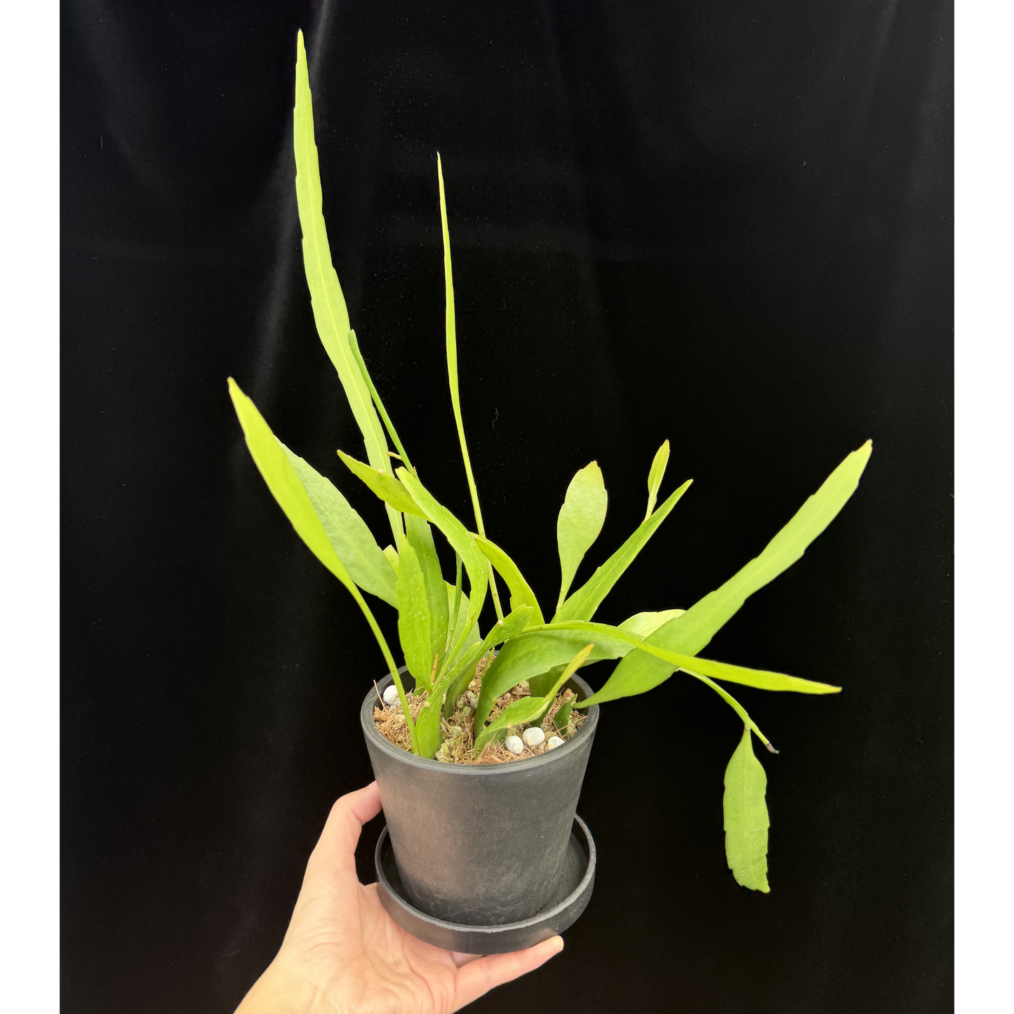 【一点もの】姫月下美人 4号 プラスチック鉢 BLACK PLASTIC POT 受け皿付き