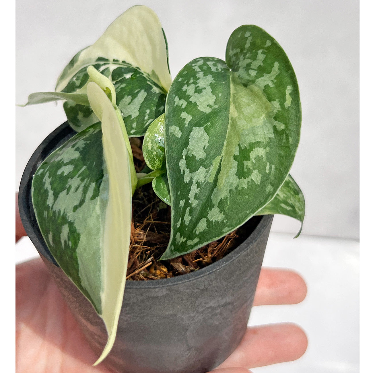 【現品販売】スキンダプサス ピクタス マヤリ Scindapsus Pictus variegata “Mayari “ 2号 ねこチップ