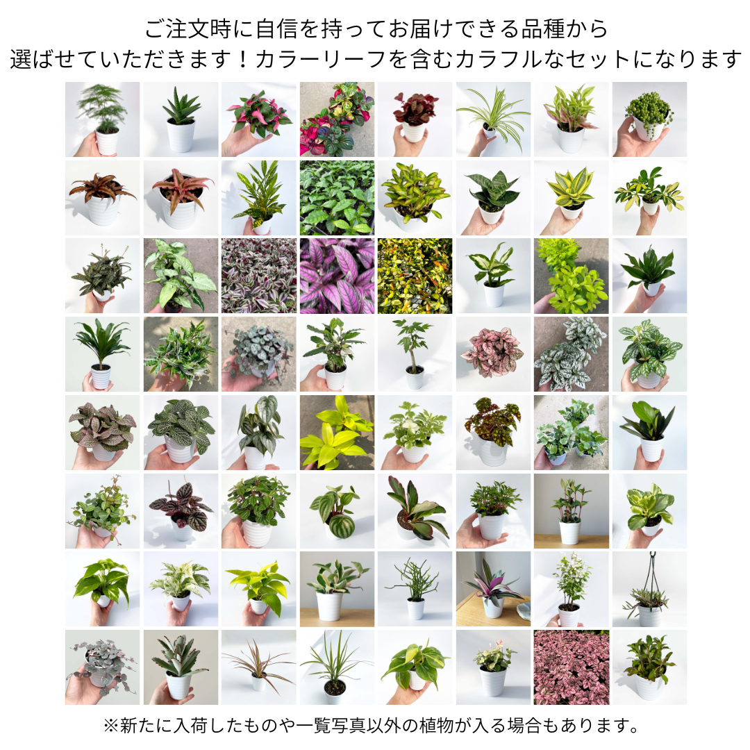 3号 観葉植物 おまかせ【4個】セット