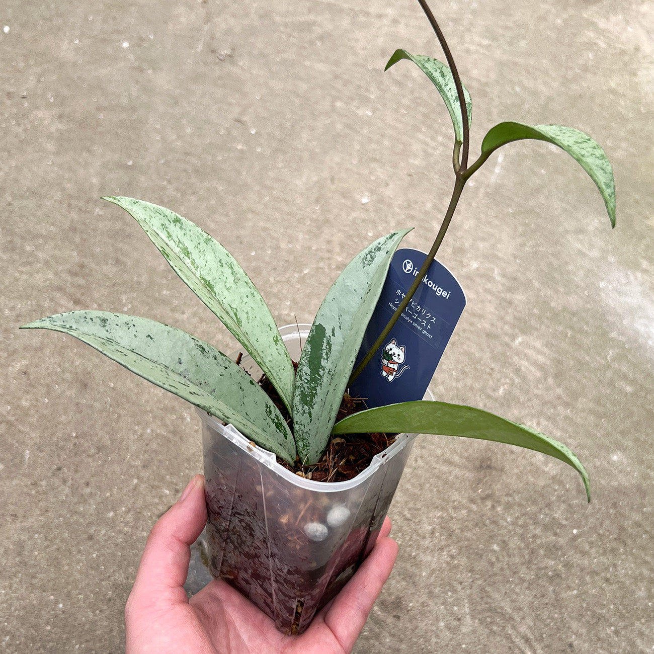 【現品販売】ホヤ プビカリクス シルバーゴースト Hoya Pubicalyx silver ghost 希少 レア ねこチップ