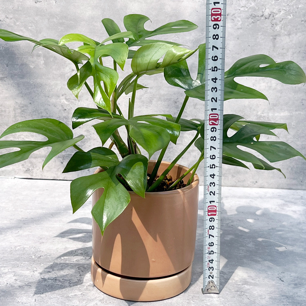 【現品販売】ヒメモンステラ 4号 陶器鉢 受け皿付き ピンク