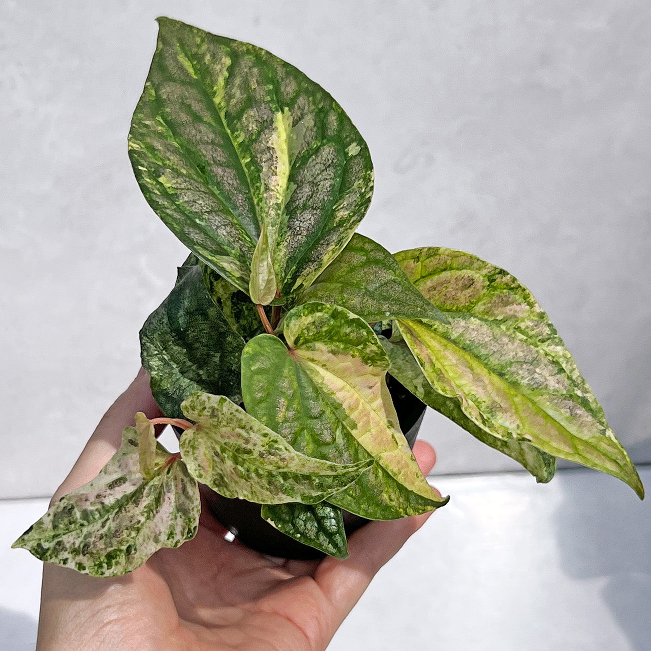【現品販売】ピペル 斑入り Piper ‘Pink Variegated’ ピンクグリッター 直径8cm プラスチック鉢②