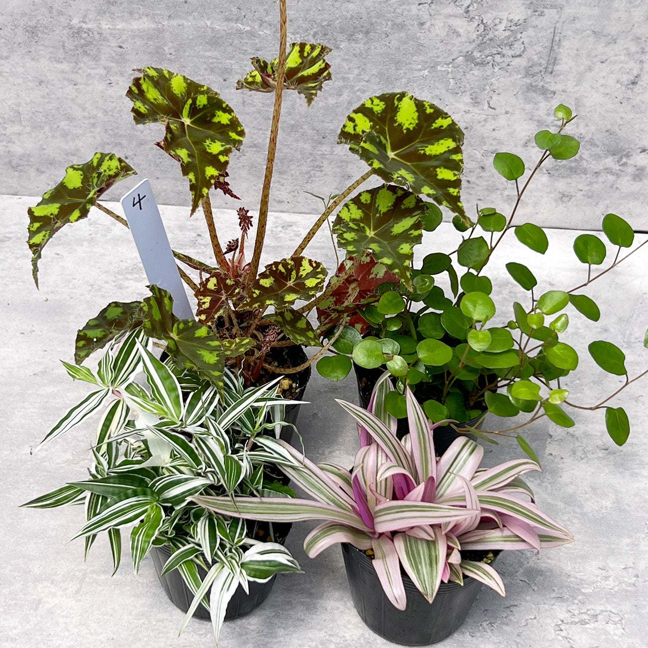 【現品販売】ねこていとさんセレクト4点セット!ベゴニアタイガー ムラサキオモト 錦笹 ワイヤープランツ ドラゴンフルーツカット苗付き 4