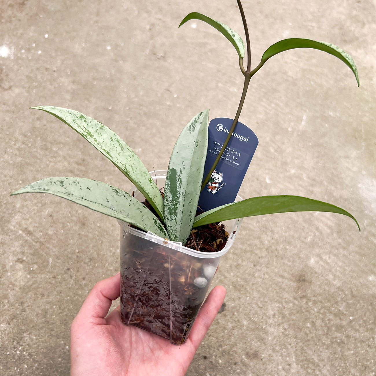 【現品販売】ホヤ プビカリクス シルバーゴースト Hoya Pubicalyx silver ghost 希少 レア ねこチップ