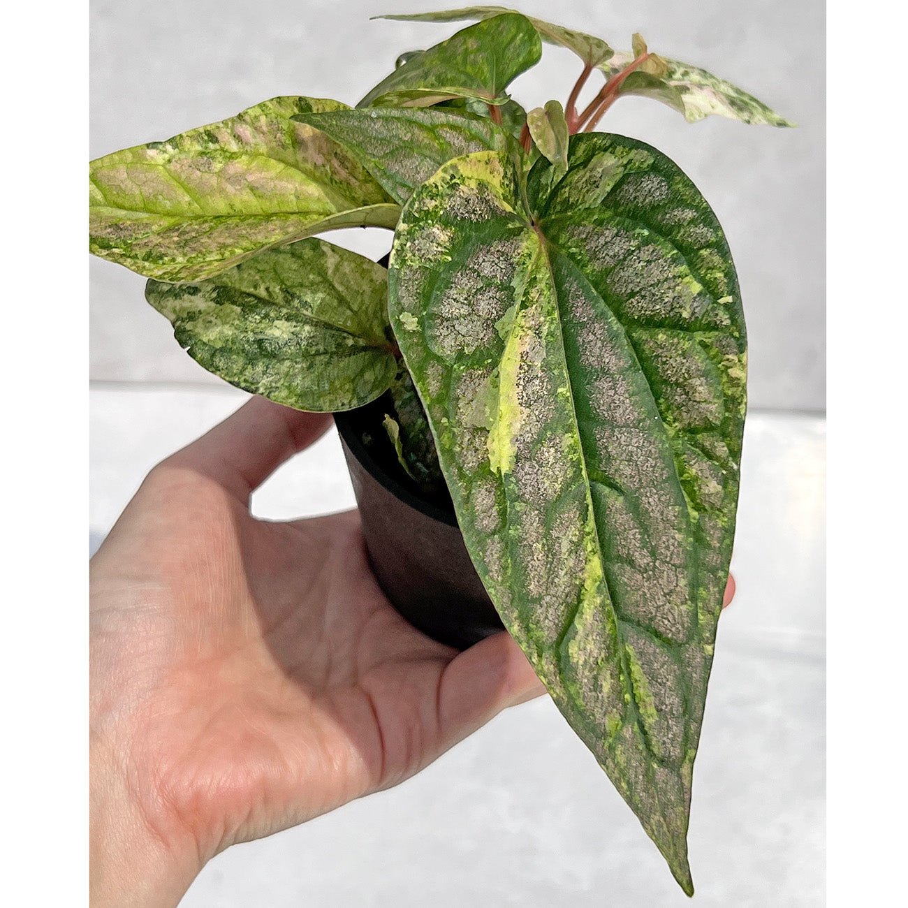 【現品販売】ピペル 斑入り Piper ‘Pink Variegated’ ピンクグリッター 直径8cm プラスチック鉢②