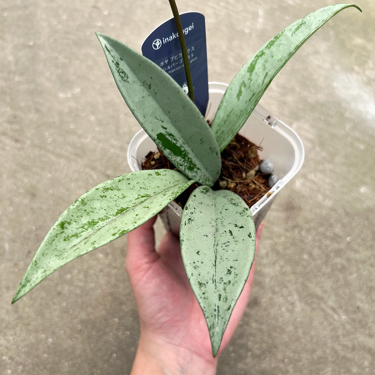 【現品販売】ホヤ プビカリクス シルバーゴースト Hoya Pubicalyx silver ghost 希少 レア ねこチップ