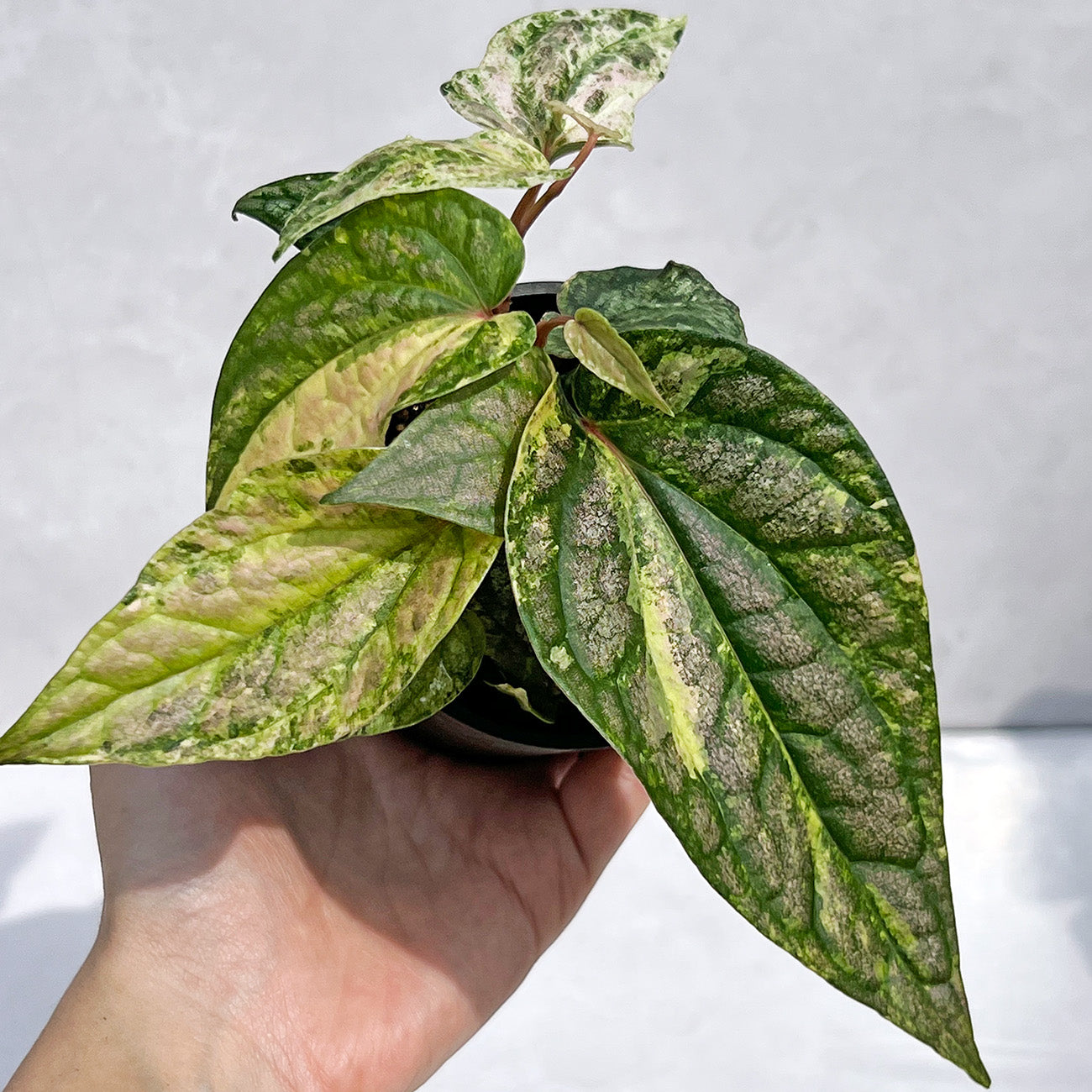 【現品販売】ピペル 斑入り Piper ‘Pink Variegated’ ピンクグリッター 直径8cm プラスチック鉢②
