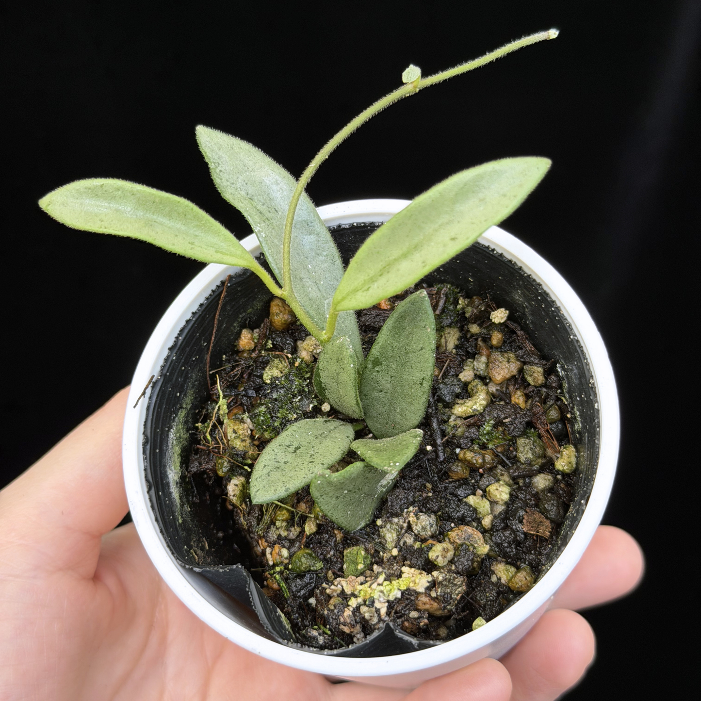 【一点もの販売】Hoya Lima Silver ホヤ リマ シルバー