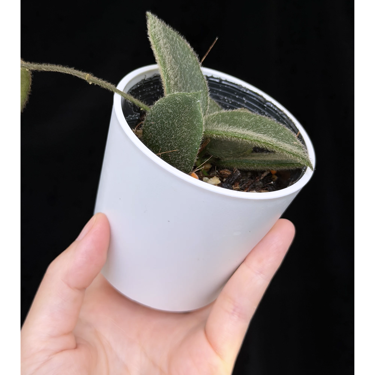 【一点もの】ホヤ トムソニー Hoya thomsonii