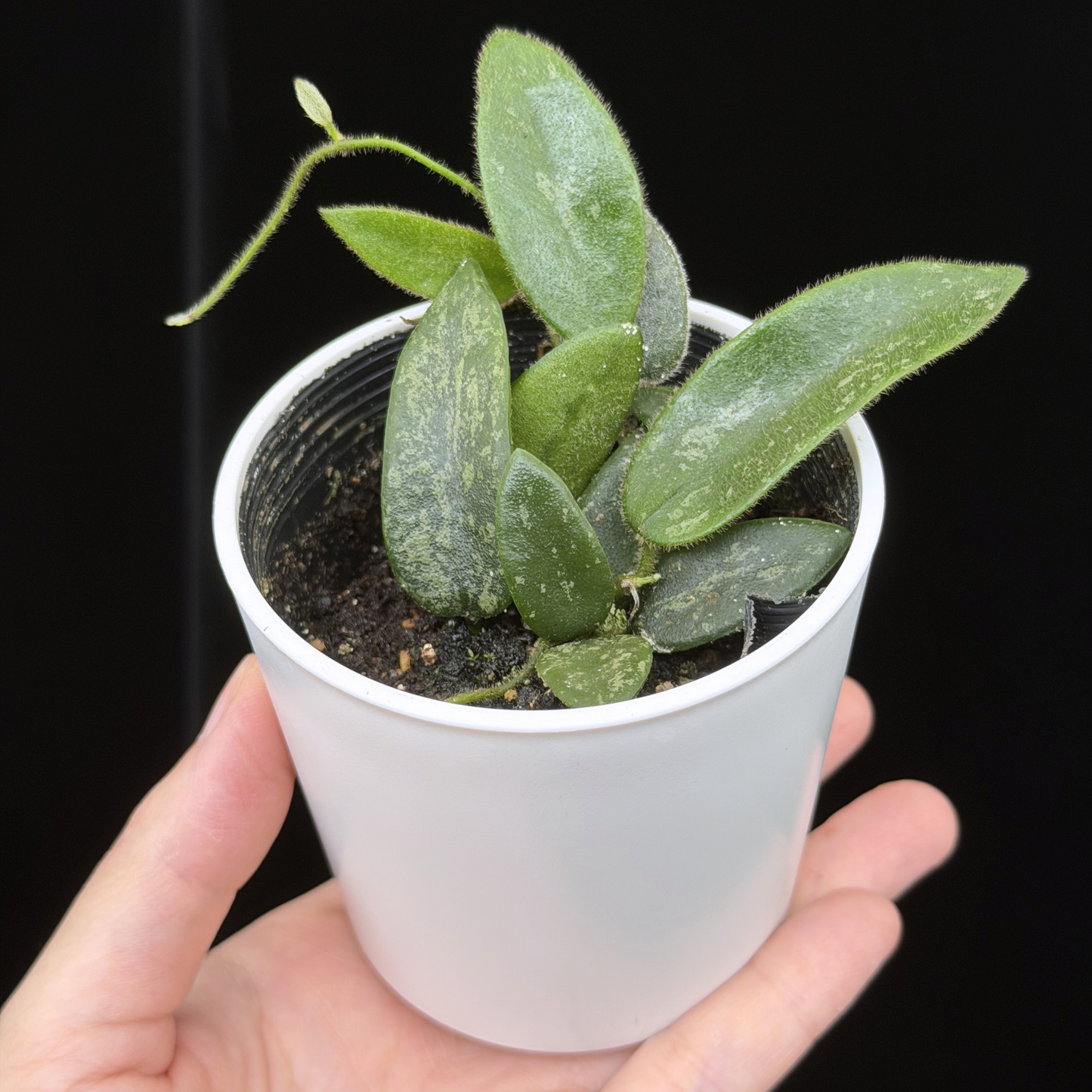 【一点もの】ホヤ トムソニー スプラッシュ Hoya thomsonii splash