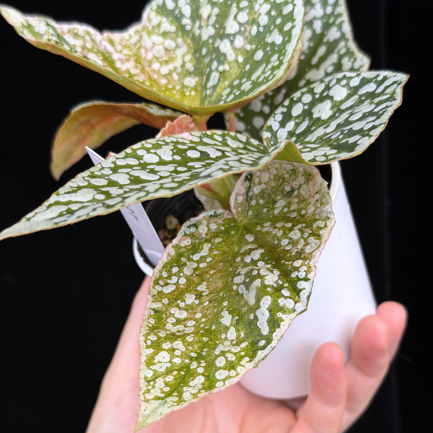【一点もの】ベゴニア スノーキャップド ピンク斑入り Begonia Snow Capped variegata 27