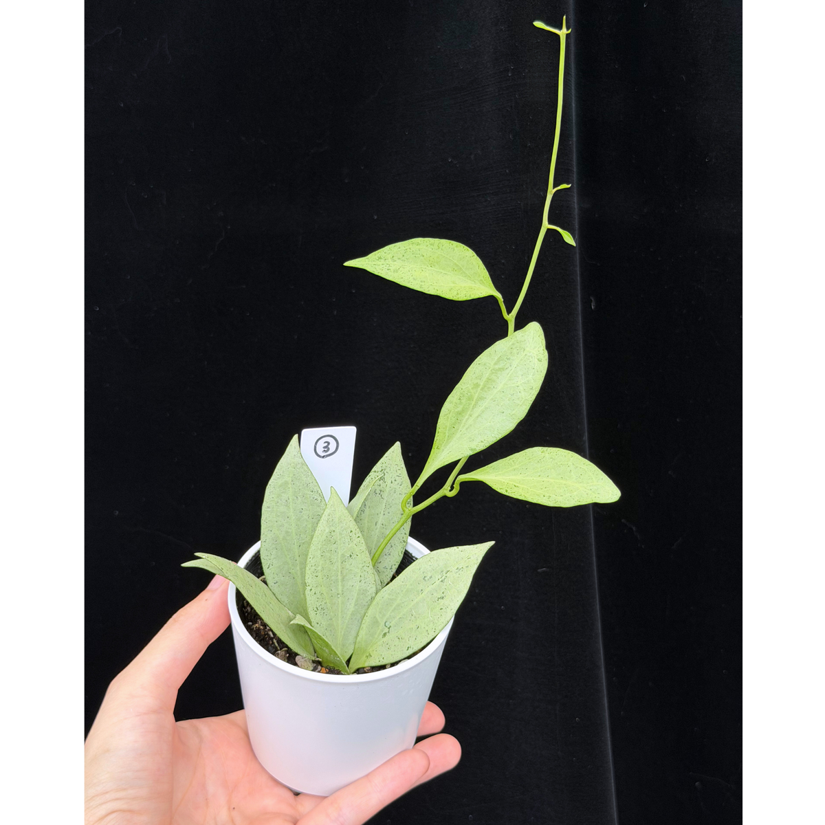 【一点もの】ホヤ・ニューギニアゴースト Hoya carnosa 'New Guinea Ghost' 【1〜3から株を選ぶ】