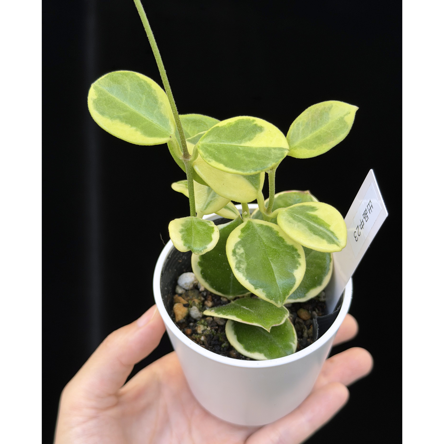 【一点もの】ホヤ オーストラリス ホワイトマージン Hoya australis 'White Margin' 23