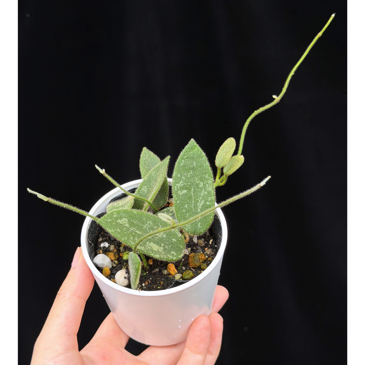【一点もの】ホヤ トムソニー スプラッシュ Hoya thomsonii splash