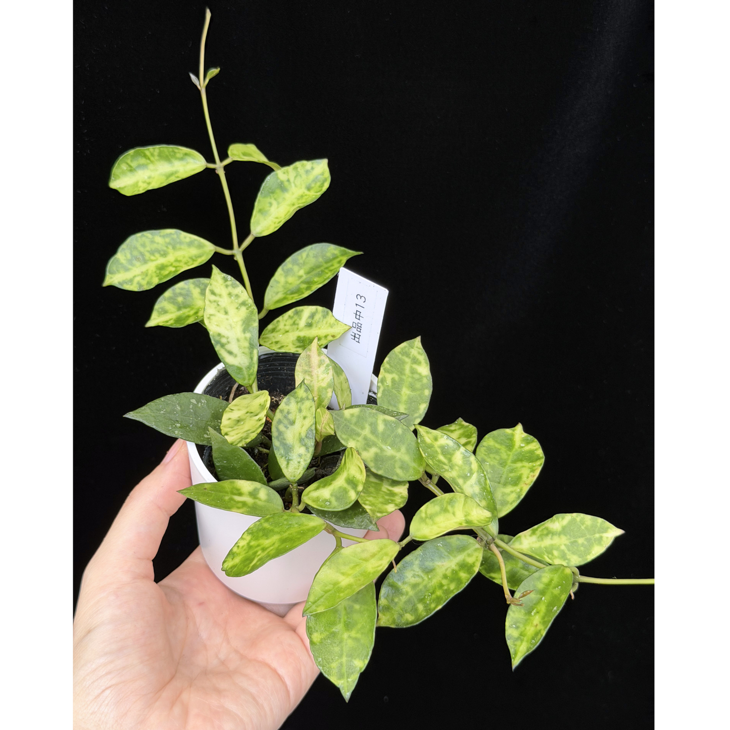 【一点もの】ホヤ ラクノーサ アマリーロ Hoya lacunosa 'Amarillo' 希少 レア 13