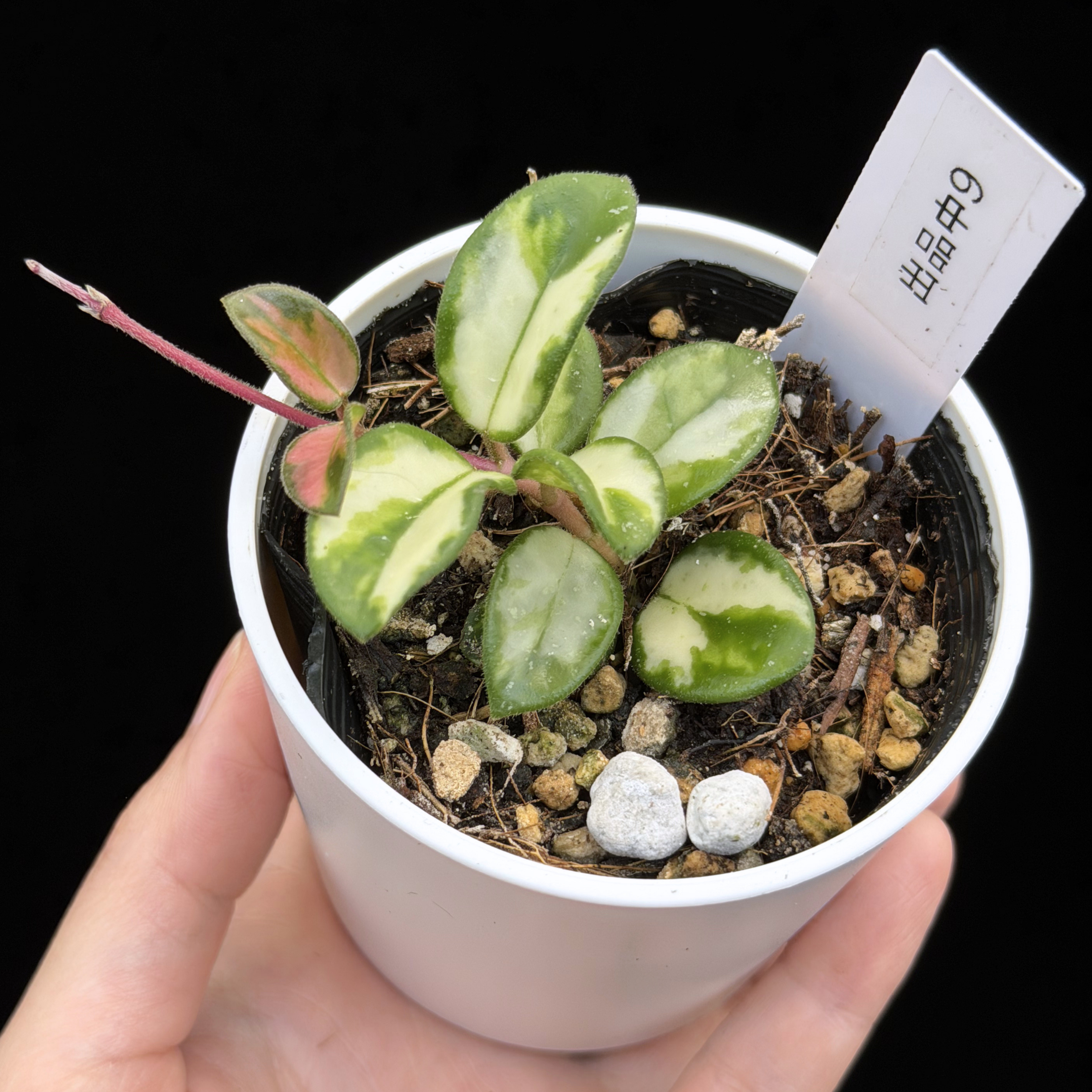 一点もの】ホヤ マチルダ 内斑入り Hoya mathilde inner variegated