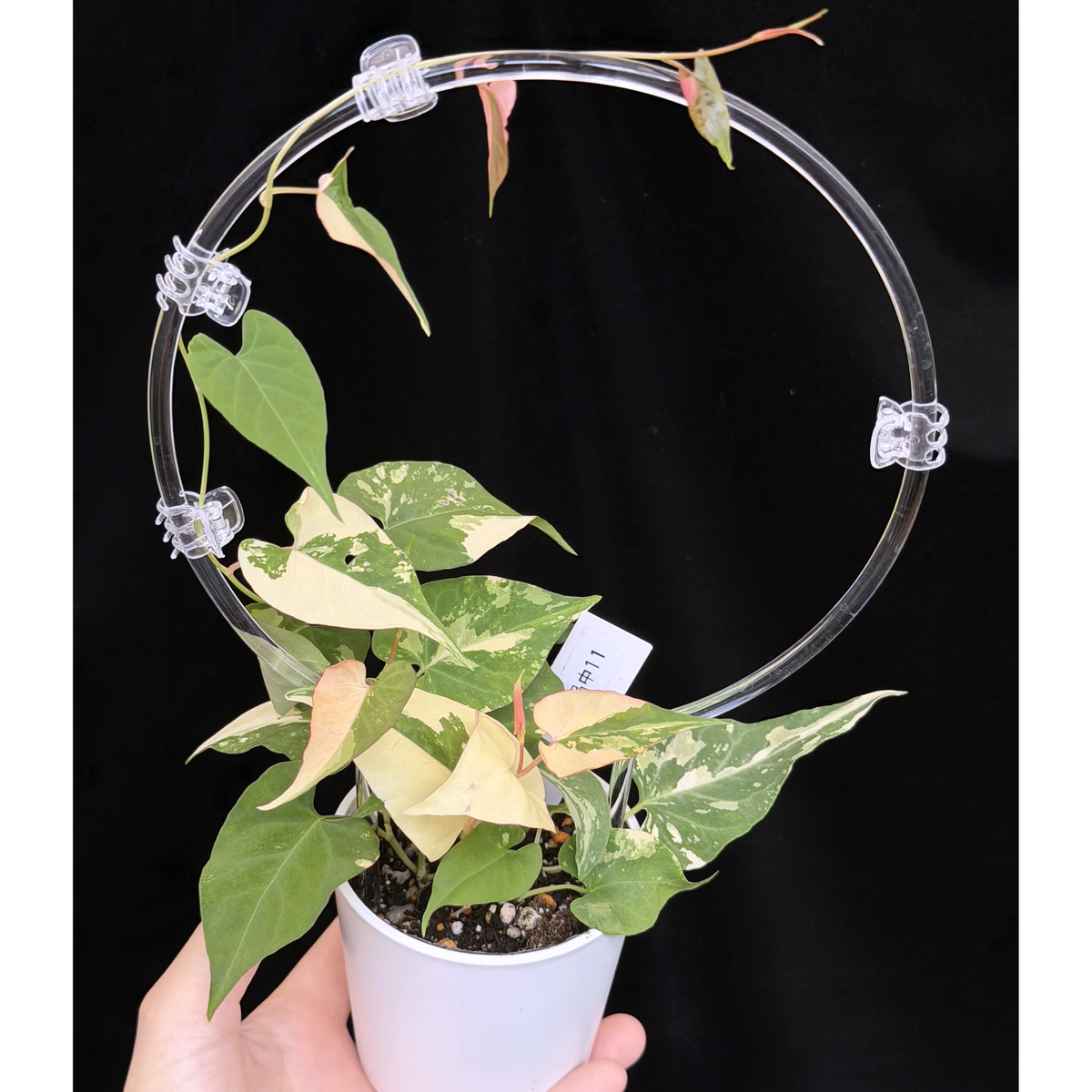 【一点もの】ファロピア マルチフローラ 斑入り クリア支柱Mサイズ仕立て Fallopia multiflora 'Variegata' 11