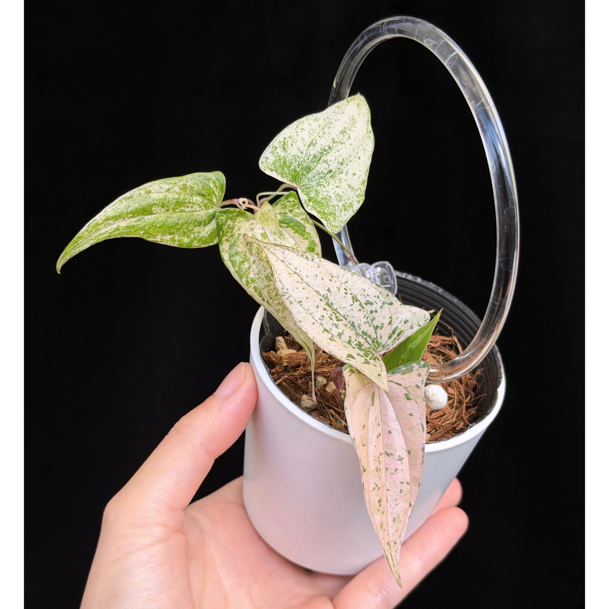 【一点もの】Dioscorea garrettii ‘Pixel’ クリア支柱Sサイズ仕立て ねこチップSS植え 激レア