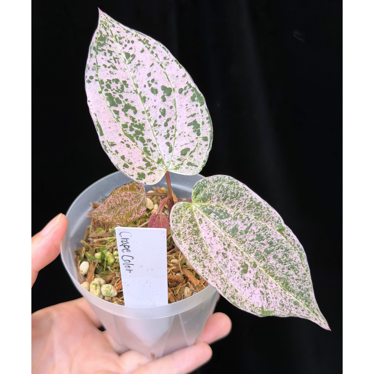 【一点もの】Dioscorea kerrii ‘Crape Color’ ねこチップSS植え 激レア