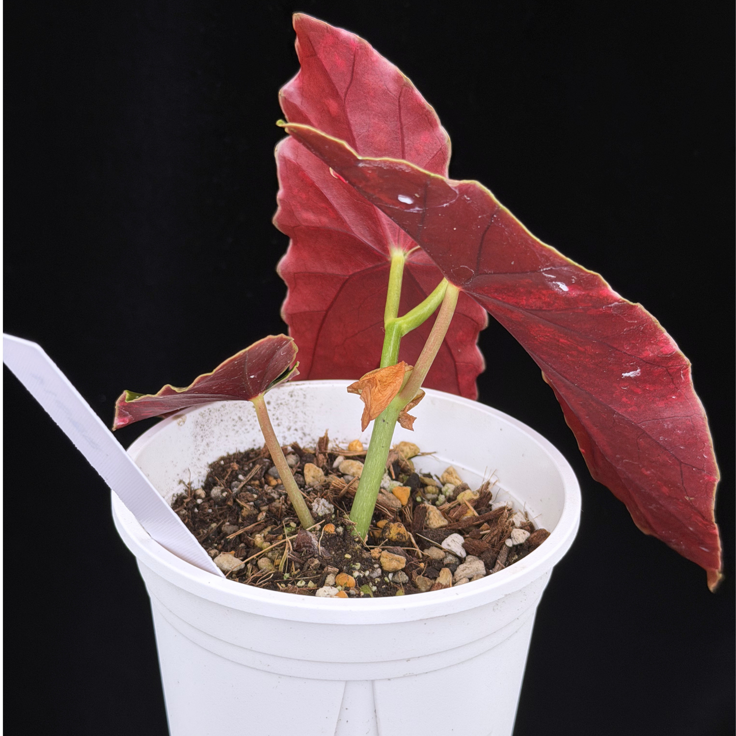 【一点もの】ベゴニア マクラータ ピンク 斑入り 希少 レア 14