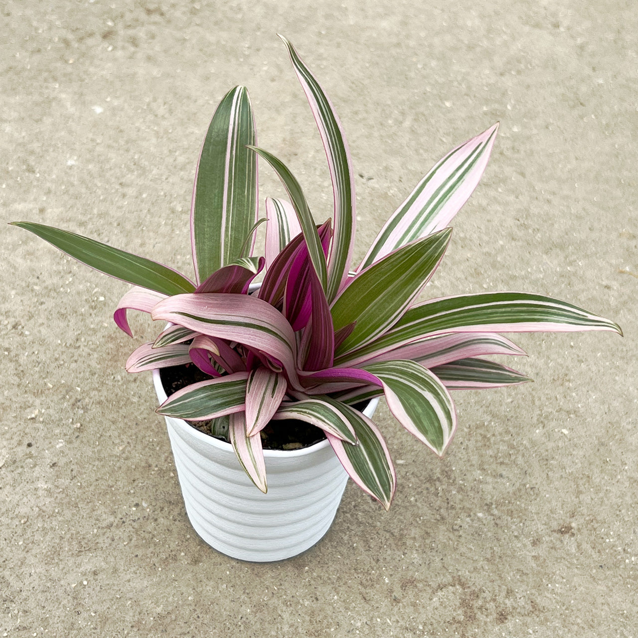 【現品販売】ムラサキオモト スペシャルピンクタイプ 3号 選抜 ピンク多め 斑入り プラ鉢