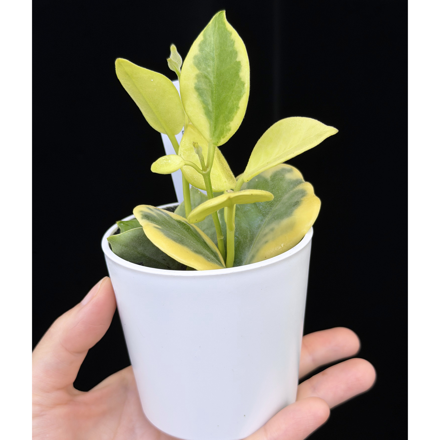【一点もの】ホヤ オーストラリス ホワイトマージン Hoya australis 'White Margin' 2