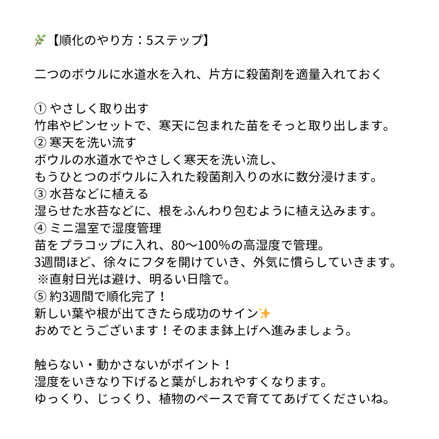 モンステラ デリシオーサ バールマルクスフレイム 組織培養(Tissue Culture)株 ビトロ苗 瓶入り 無菌苗 TC株